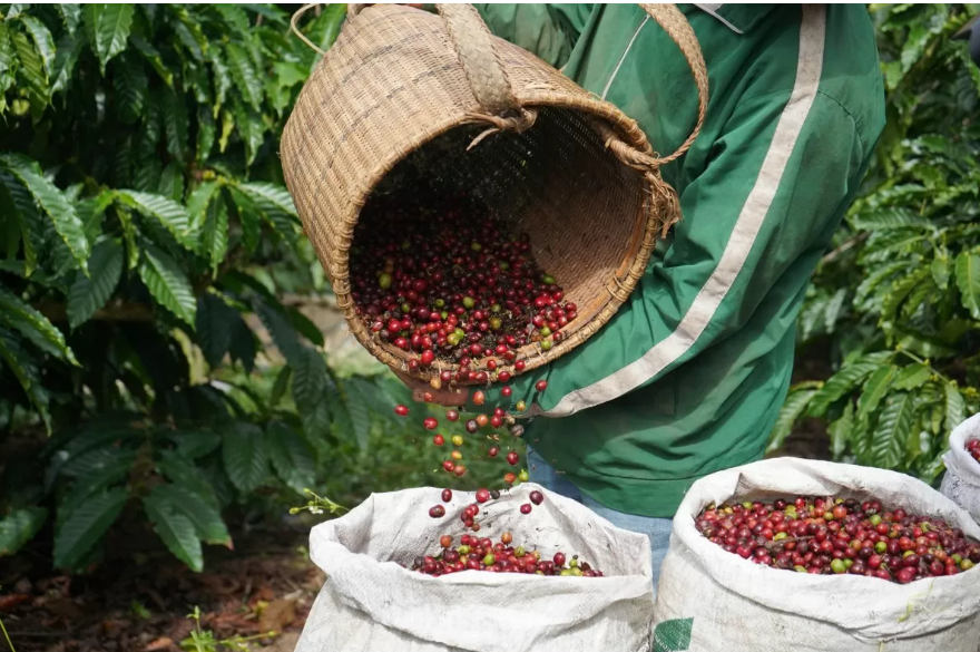 Vị đậm, nguyên chất là những gì hạt cafe nguyên bản mang đến